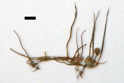 Pilularia novae-hollandiae: herbarium specimen from Lake Pearson, Canterbury, WELT P008482/A, showing the circinate vernation of one young leaf. Scale bar = 5 mm.
 Image: L.R. Perrie © Te Papa 2015 CC BY-NC 3.0 NZ